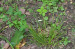 Eastern woodland sedge